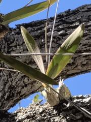 Laelia eyermaniana, photograph author not stated, no rights reserved