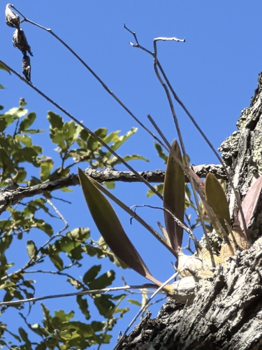 Laelia eyermaniana, photograph 4
