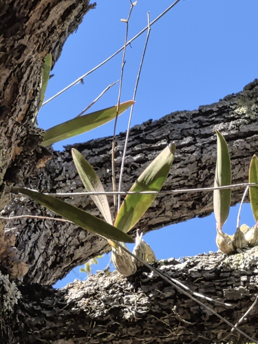 Laelia eyermaniana, photograph 5