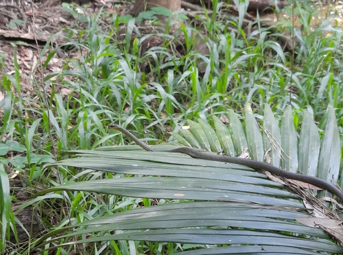 Common Tree Snake sighting