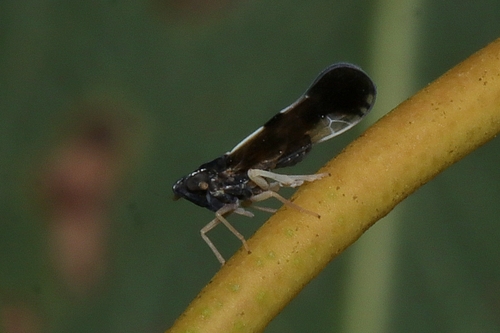Sardia rostrata, 2025-02-06