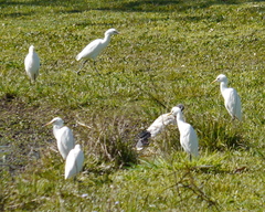 Bubulcus ibis coromandus