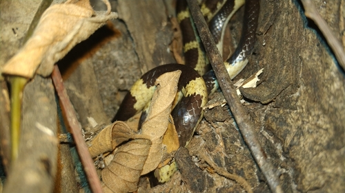 Blanford's Bridle Snake