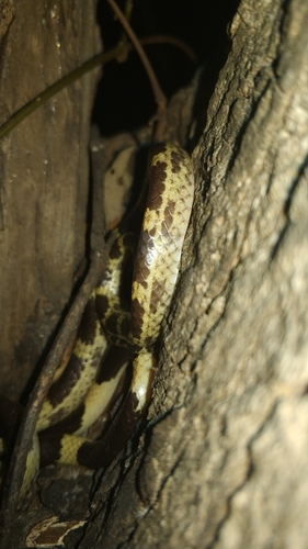 Blanford's Bridle Snake