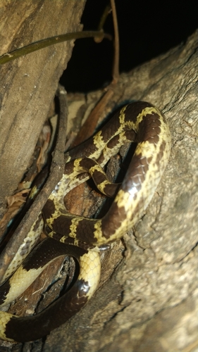 Blanford's Bridle Snake