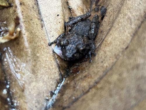 Kandian Shrub Frog, Pseudophilautus rus