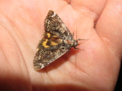 Catocala minuta