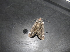 Catocala minuta
