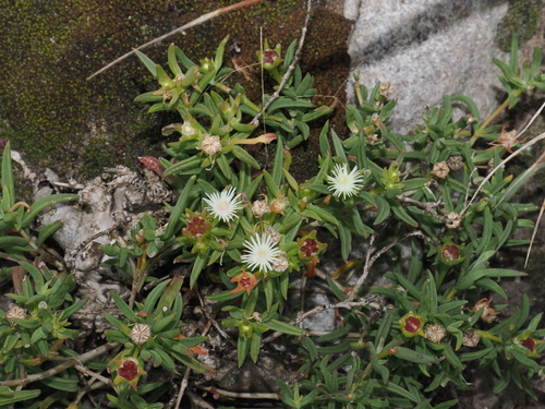 Mtamvuna River Sheepfig (Delosperma pondoense)