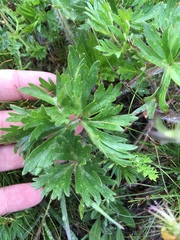 Anemonastrum