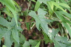 Synurus deltoides palmatopinnatifidus