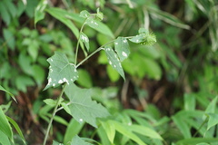 Synurus deltoides palmatopinnatifidus