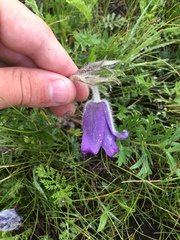 Pulsatilla ambigua
