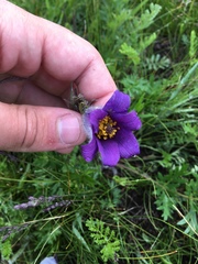 Pulsatilla ambigua