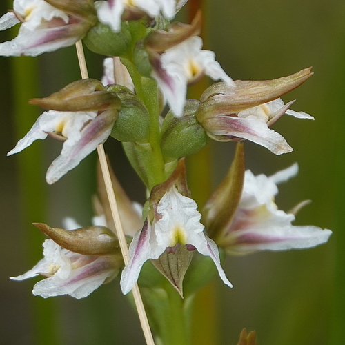 Cathcart leek orchid (Prasophyllum caricetum)
