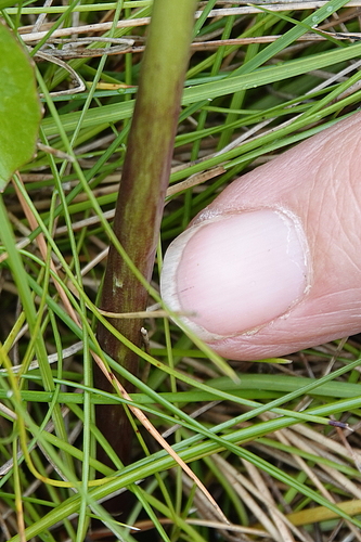Image of Prasophyllum caricetum by (c) Max Campbell, some rights reserved (CC BY)