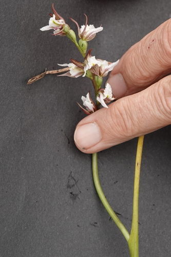 Image of Prasophyllum caricetum by (c) Max Campbell, some rights reserved (CC BY)