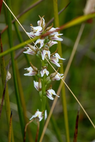 Image of Prasophyllum caricetum by (c) Max Campbell, some rights reserved (CC BY)
