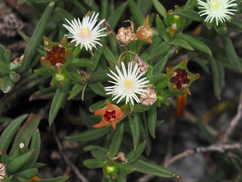 Image of Delosperma pondoense by (c) desertnaturalist, some rights reserved (CC BY)