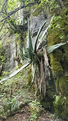 Agave atrovirens