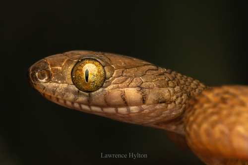 Brown Tree Snake sighting