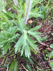 Anemonastrum crinitum