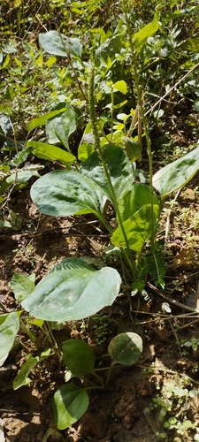 Tanchagem