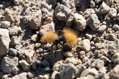 Dasymutilla coccineohirta