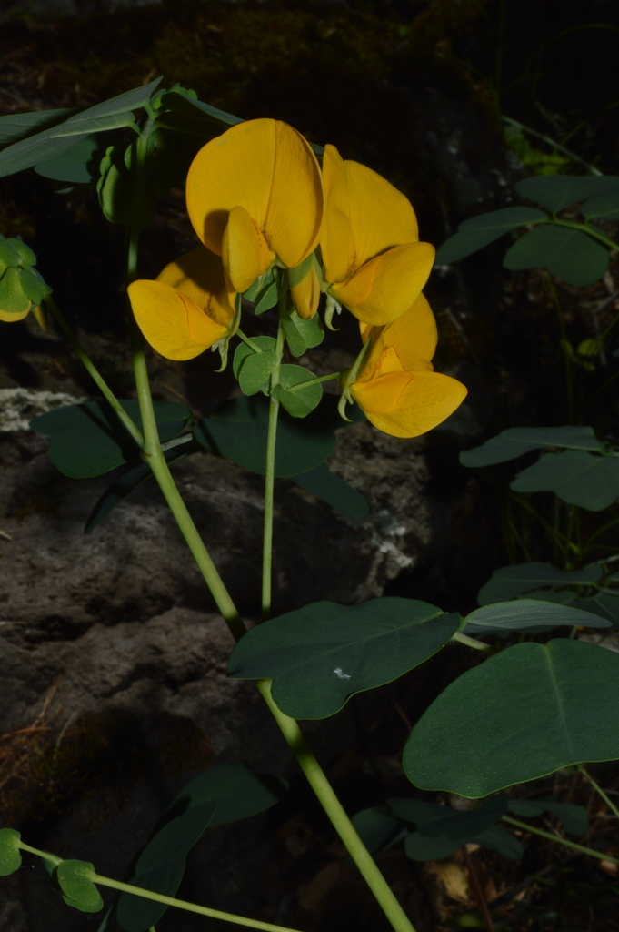 yoke-leaved amicia