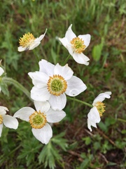 Anemonastrum crinitum