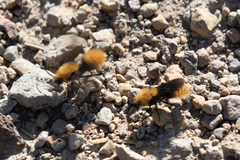 Dasymutilla coccineohirta