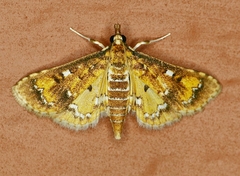 Niphograpta albiguttalis