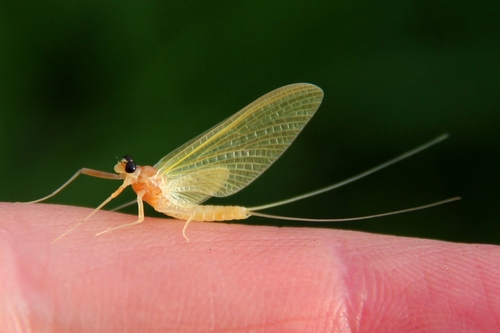 Solitary Flat-headed Mayfly