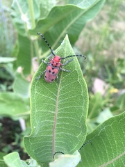 Tetraopes annulatus
