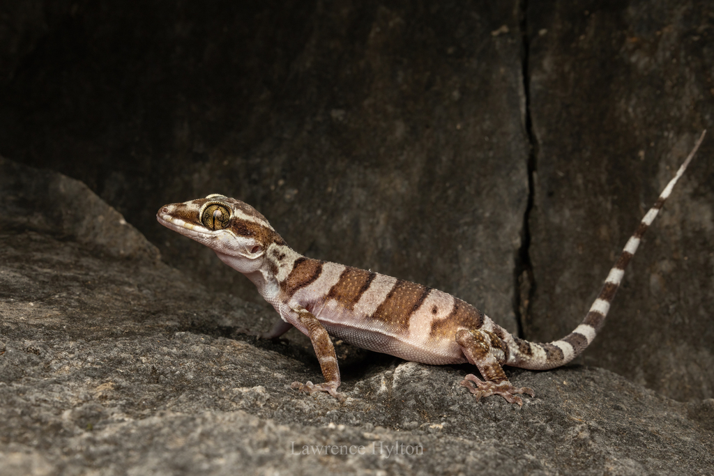 Mcdonald's Ring-Tailed Gecko