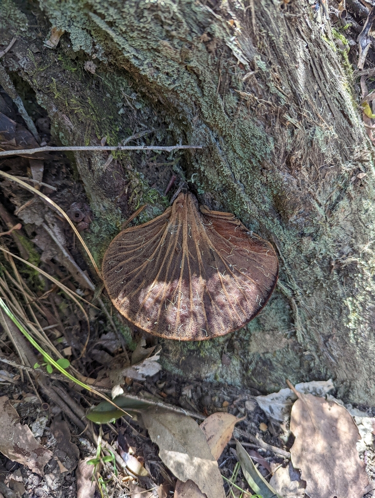 Fistulina spiculifera · February 2025 · photo: © eosthusiast (iNaturalist, cc-by)