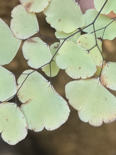 Image of Mexican Maidenhair Fern (Adiantum poiretii) by no rights reserved