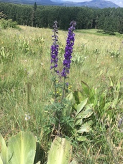 (c) weaver, some rights reserved (CC BY-SA) Delphinium geraniifolium, photograph (c) weaver, some rights reserved (CC BY-SA)
