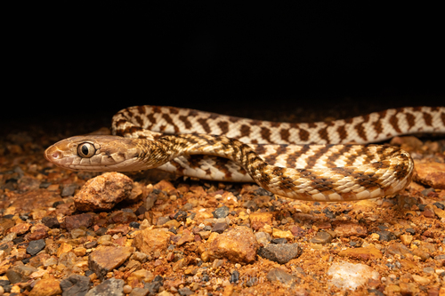 Brown Tree Snake sighting