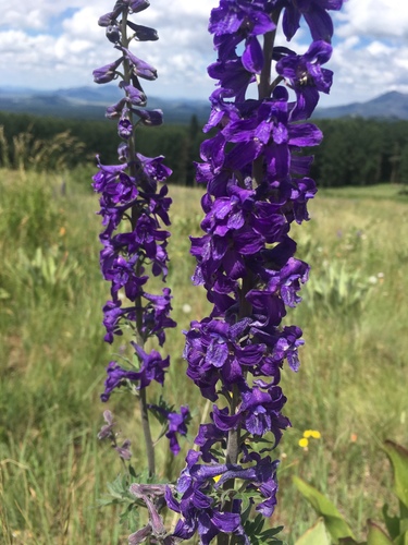 Delphinium geraniifolium, photograph 3