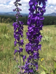 (c) weaver, some rights reserved (CC BY-SA) Delphinium geraniifolium, photograph (c) weaver, some rights reserved (CC BY-SA)
