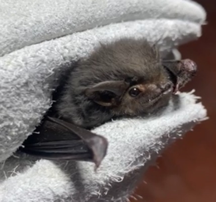 Short-eared Bat