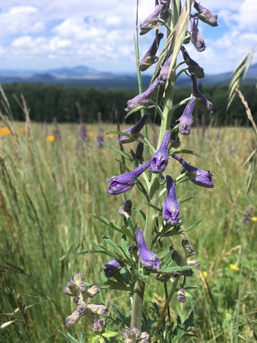 Delphinium geraniifolium, photograph 4