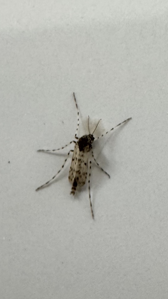 Ablabesmyia mala