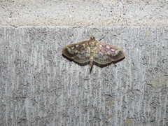 Herpetogramma thestealis