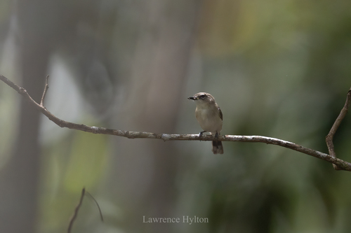 Large-billed Gerygone (Gerygone magnirostris)