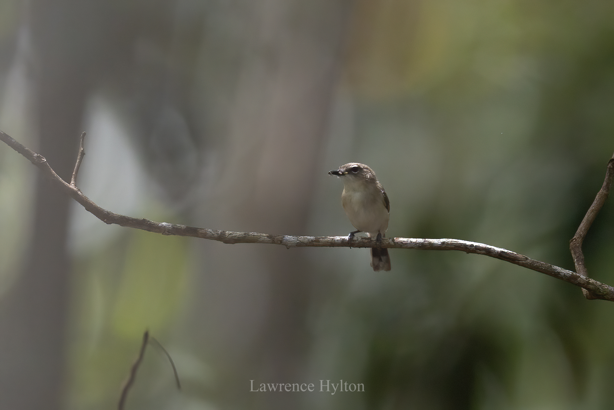 Large-billed Gerygone (Gerygone magnirostris), photo 1