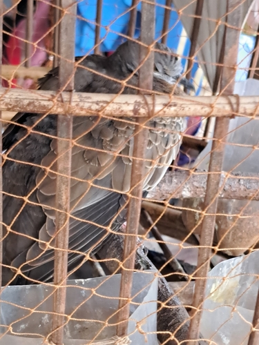 Spotted Dove