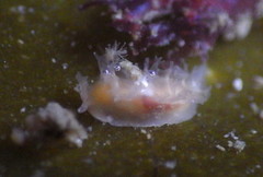 Tritonicula myrakeenae