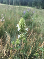 Agastache pallidiflora